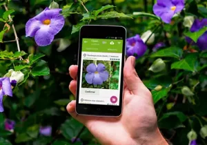 Descubra os 5 melhores aplicativos para identificar plantas