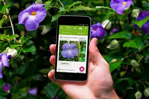 Descubra os 5 melhores aplicativos para identificar plantas