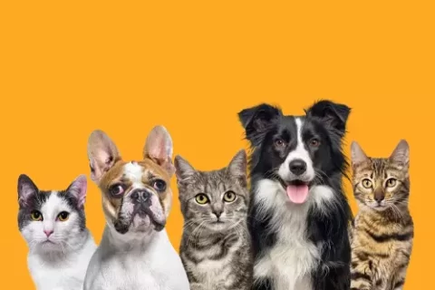 Cinco apps para quem ama pet